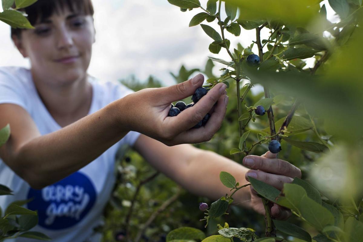 00200020_Berry_Good_639A1824_(1920_x_1080)