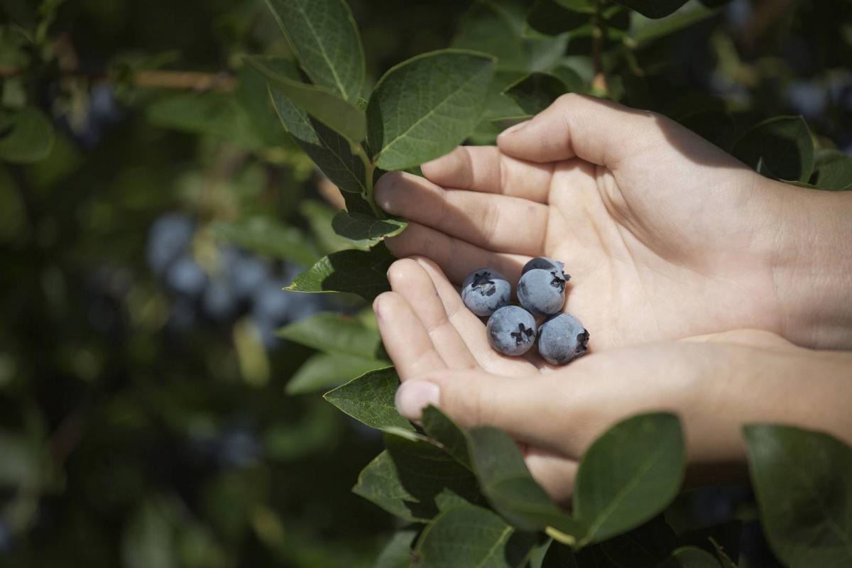 00330033_Berry_Good_639A2363_(1920_x_1080)