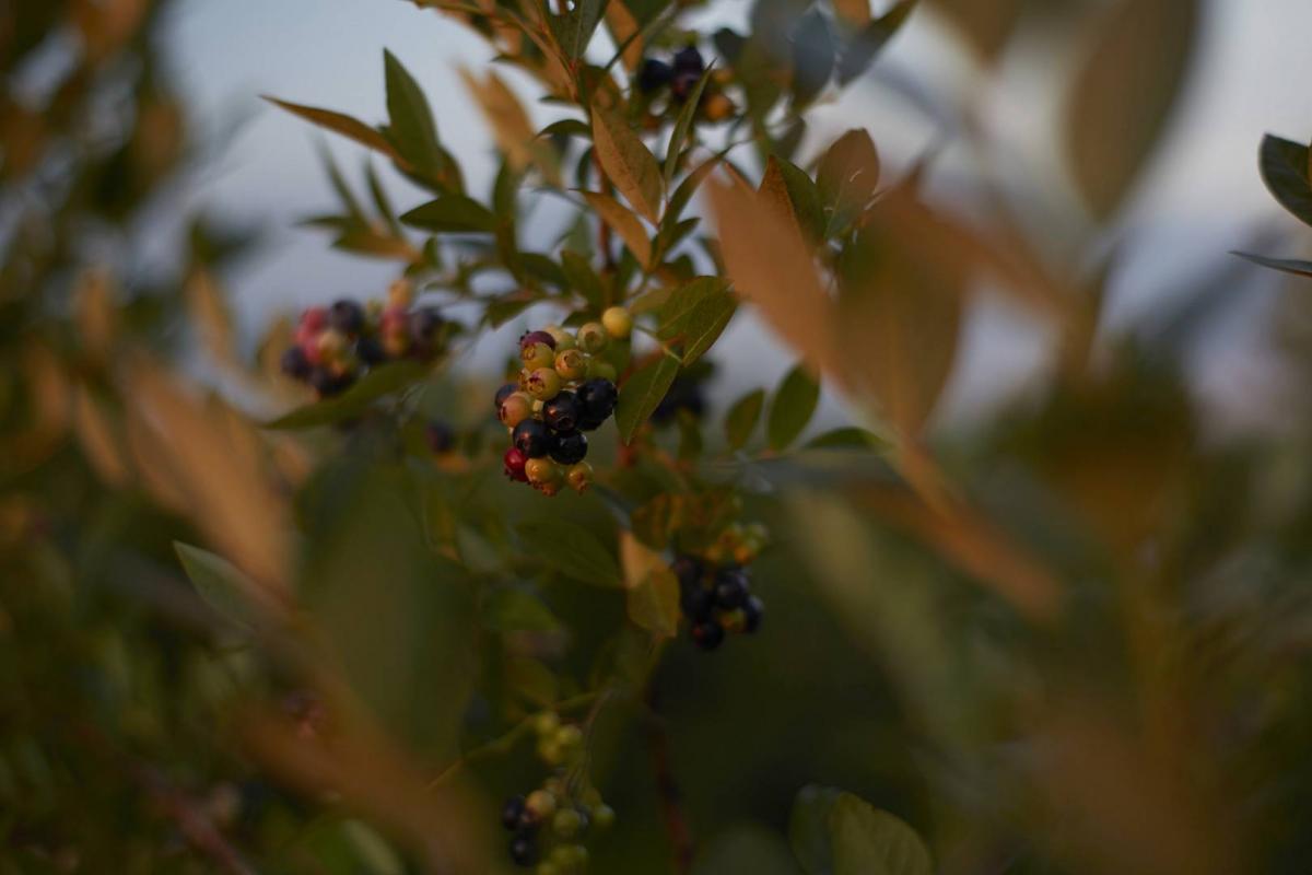 0099IMG_1338_(1920_x_1080)